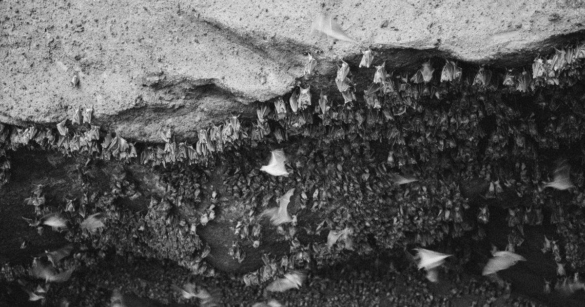 Black and white photo of a large colony of small bats roosting on a cave ceiling