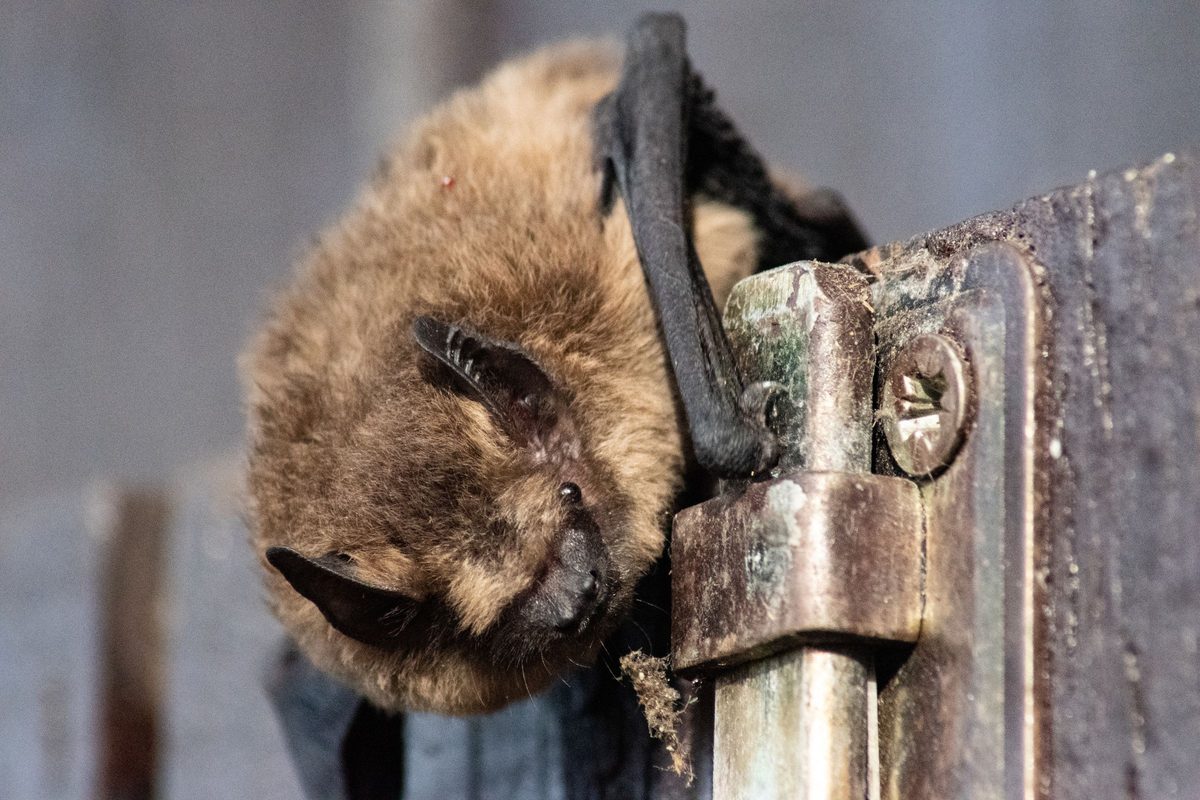 Small brown bat clinging to a metal hinge