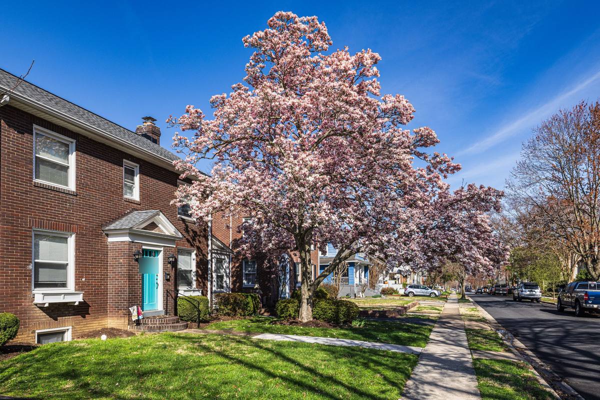Brick two-story house beside a blooming magnolia on a tree-lined street