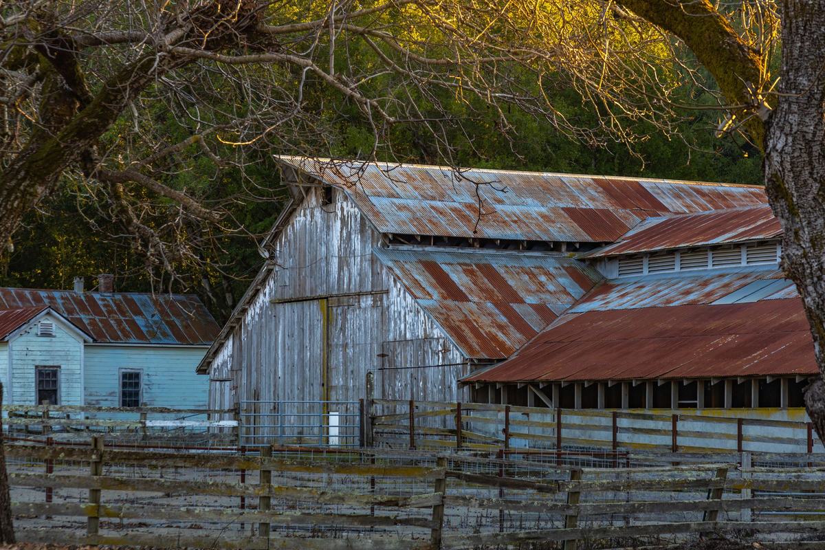 Weathered wooden barn with a rusted tin roof beside a small white farmhouse